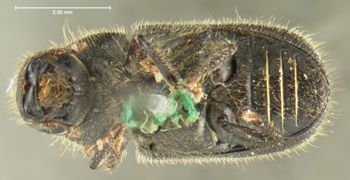 Media type: image;   Entomology 2001 Aspect: habitus ventral view